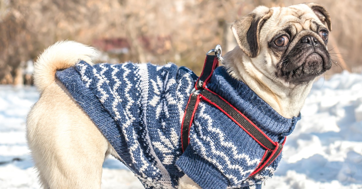 Preventing Matting & Shedding During Sweater Season